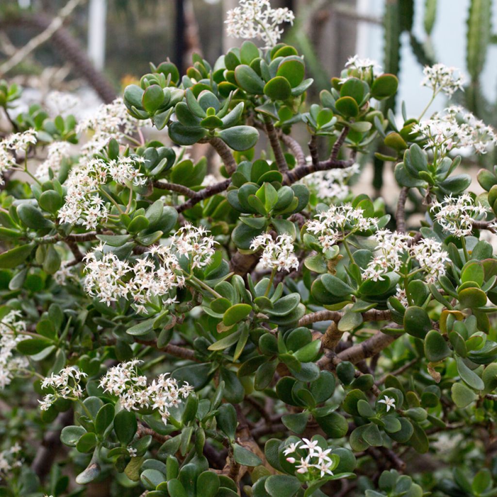 Crassula ovata