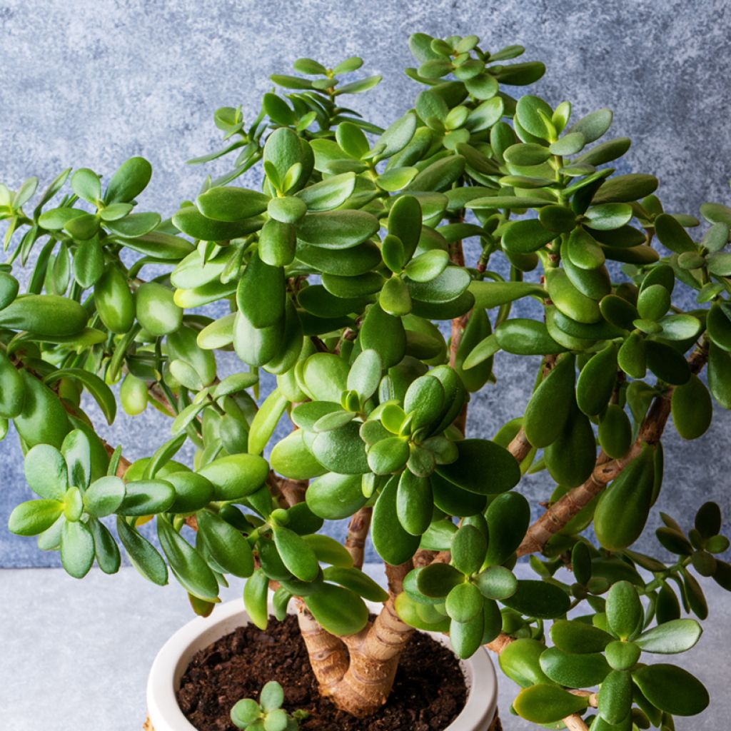 Crassula ovata