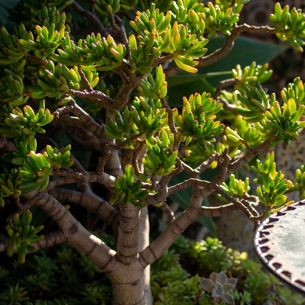 Crassula ovata Gollum (Coral) - Planta-jade