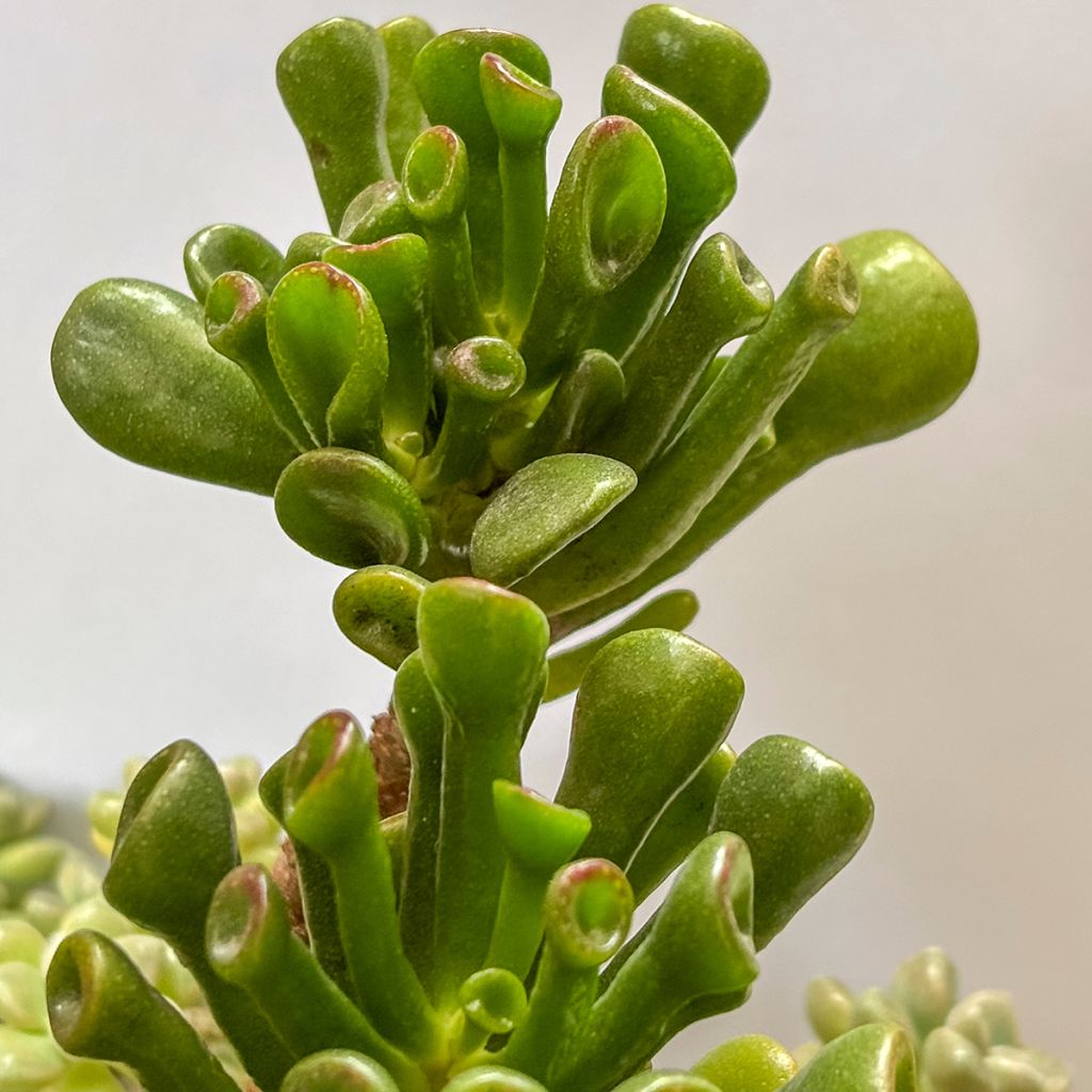 Crassula ovata Gollum (Coral) - Planta-jade