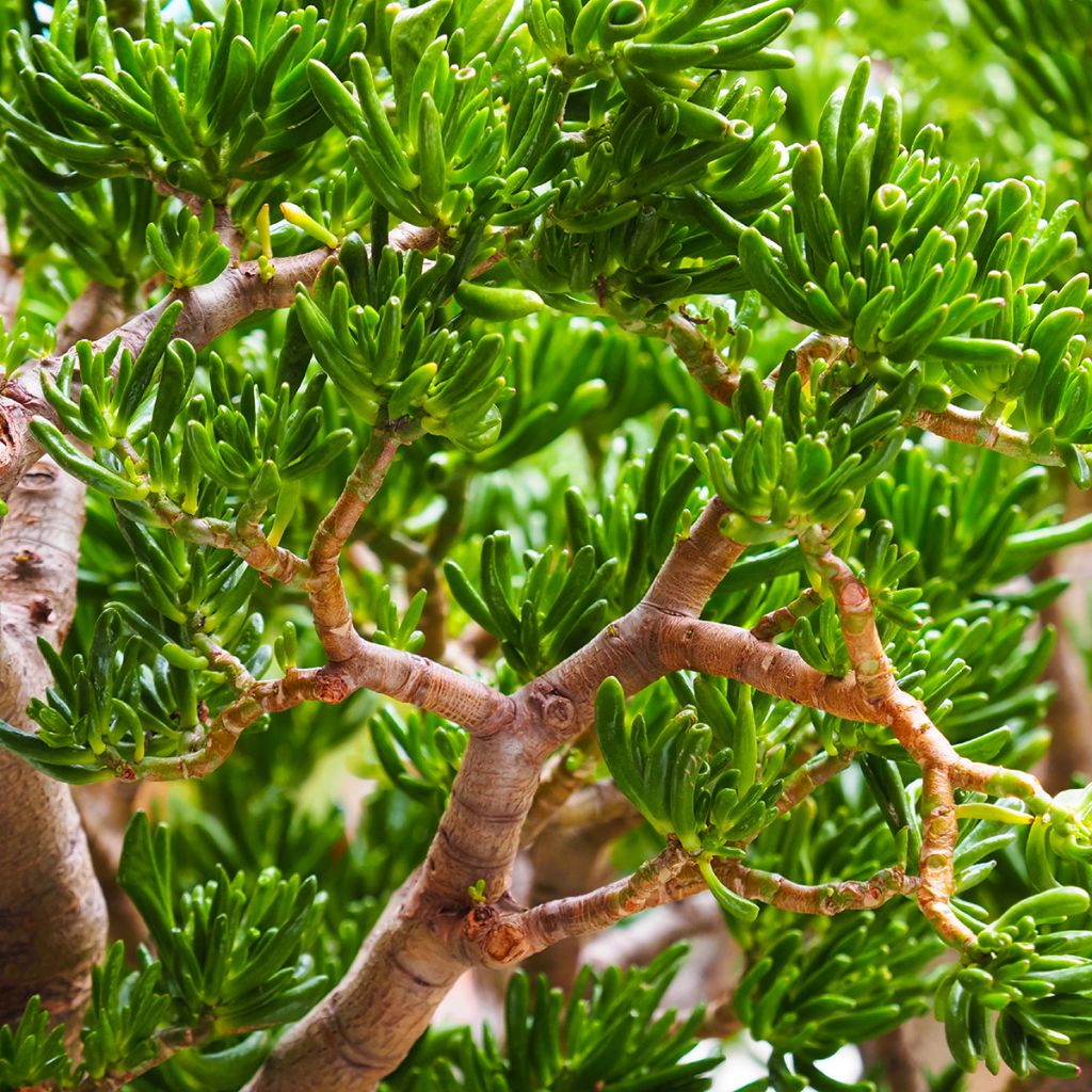 Crassula ovata Gollum (Coral) - Planta-jade