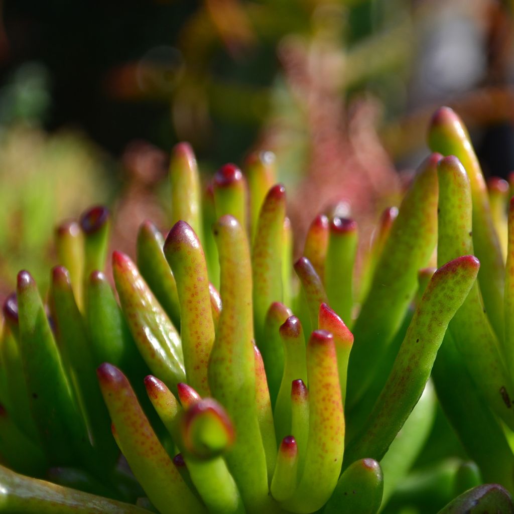 Crassula ovata Gollum (Coral) - Planta-jade