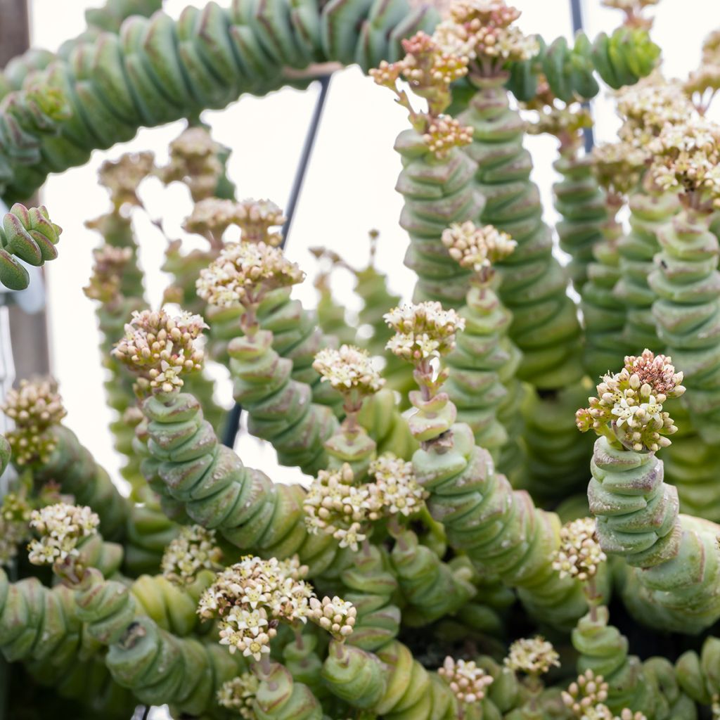 Crassula rupestris subsp. marnieriana