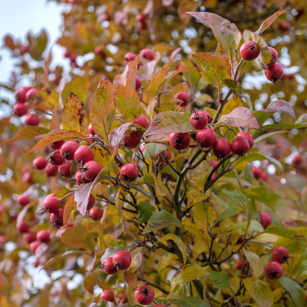 Crataegus crus