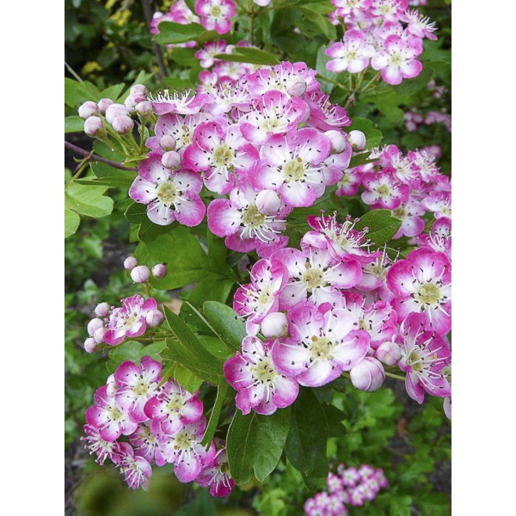 Crataegus × media Princesse Sturdza