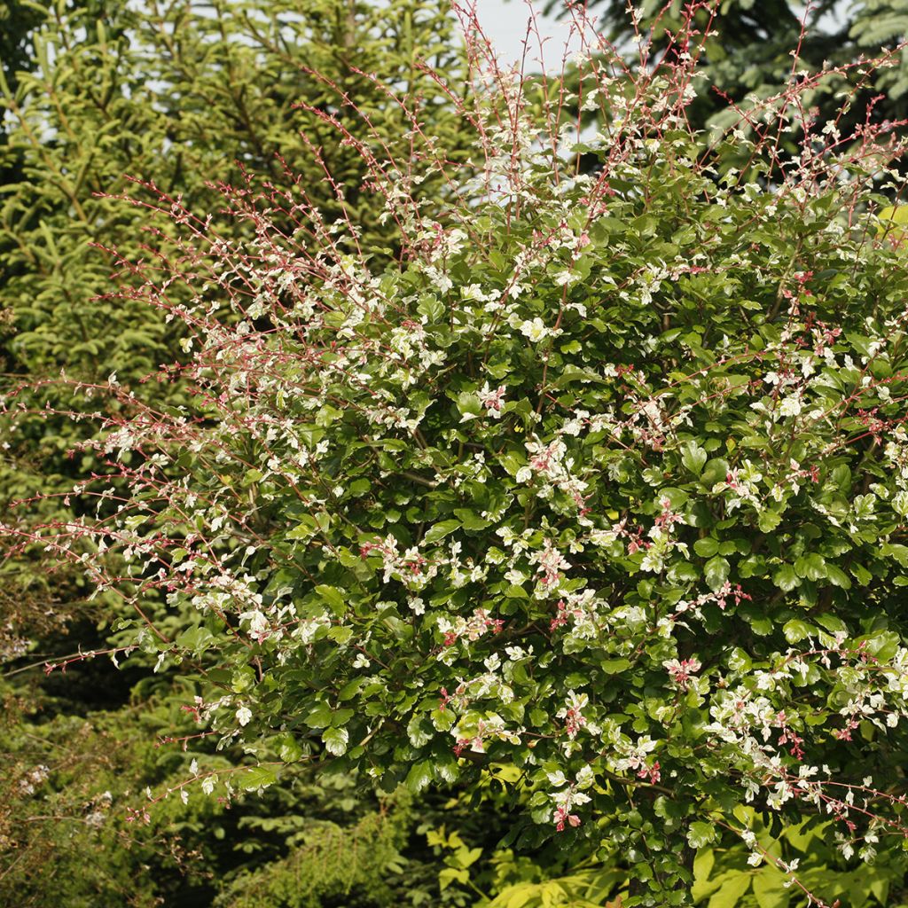 Crataegus × media (× laevigata) Gireoudii