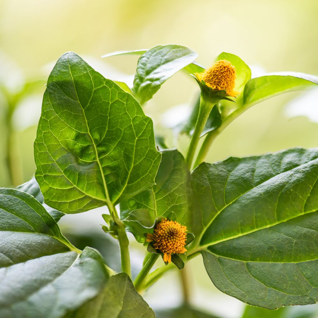 Jambu amarelo - Bredy Mafana