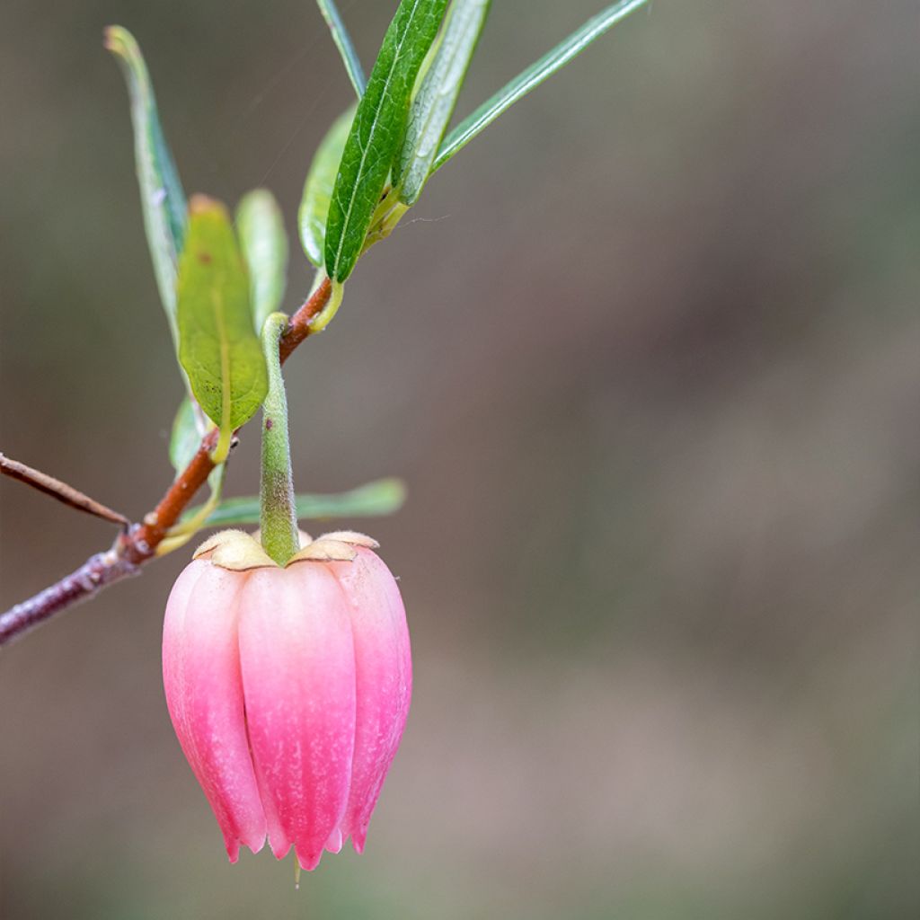 Crinodendron hookerianum Ada Hoffman