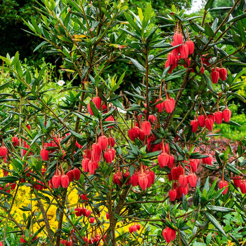 Crinodendron hookerianum