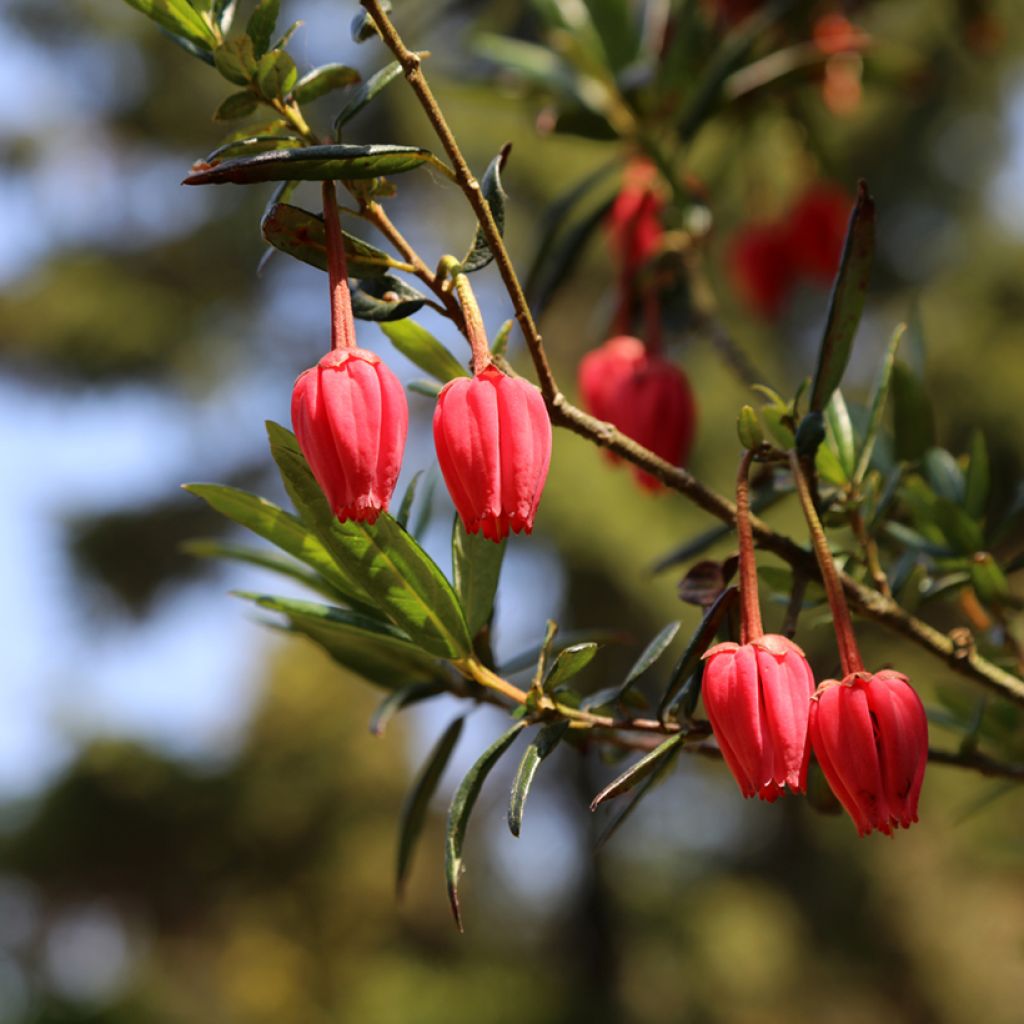 Crinodendron hookerianum
