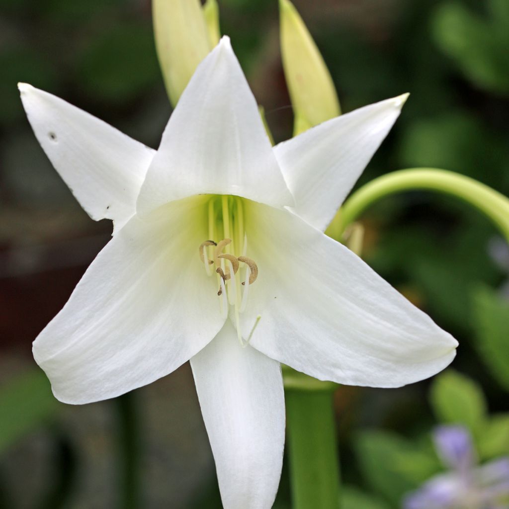 Crinum powellii Branco