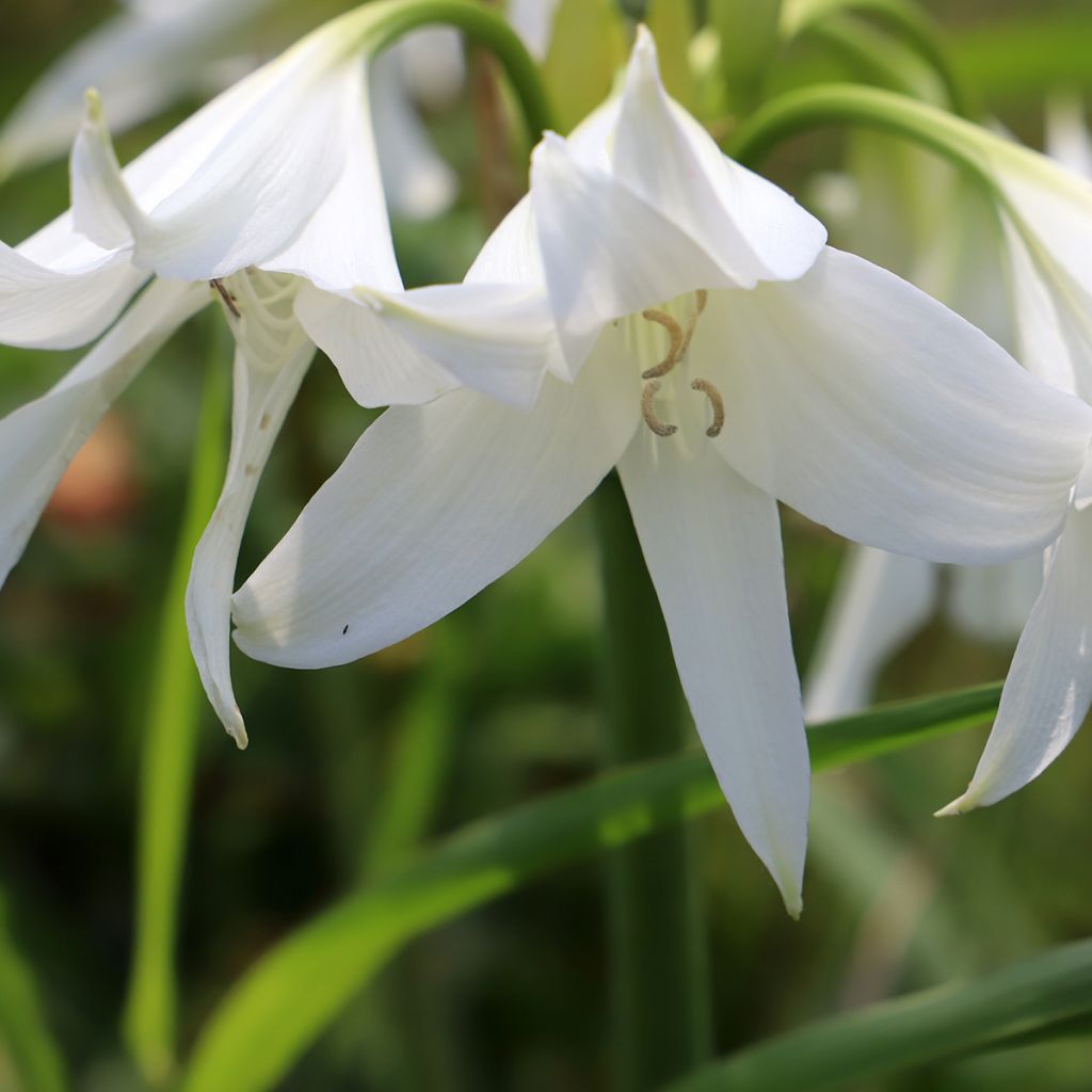 Crinum powellii Branco
