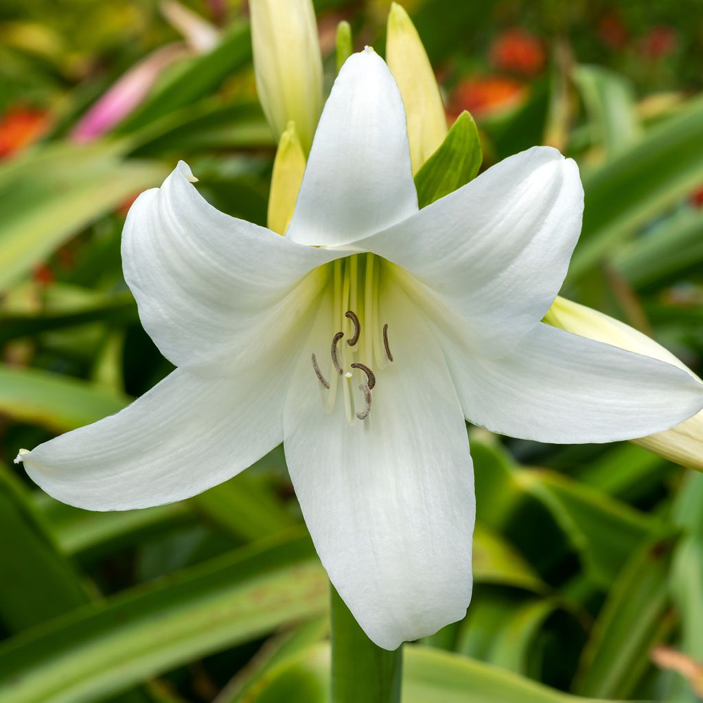 Crinum powellii Branco