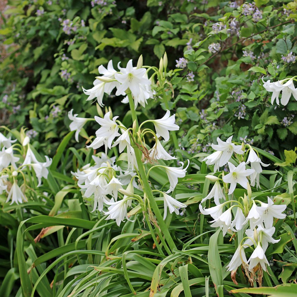 Crinum powellii Branco