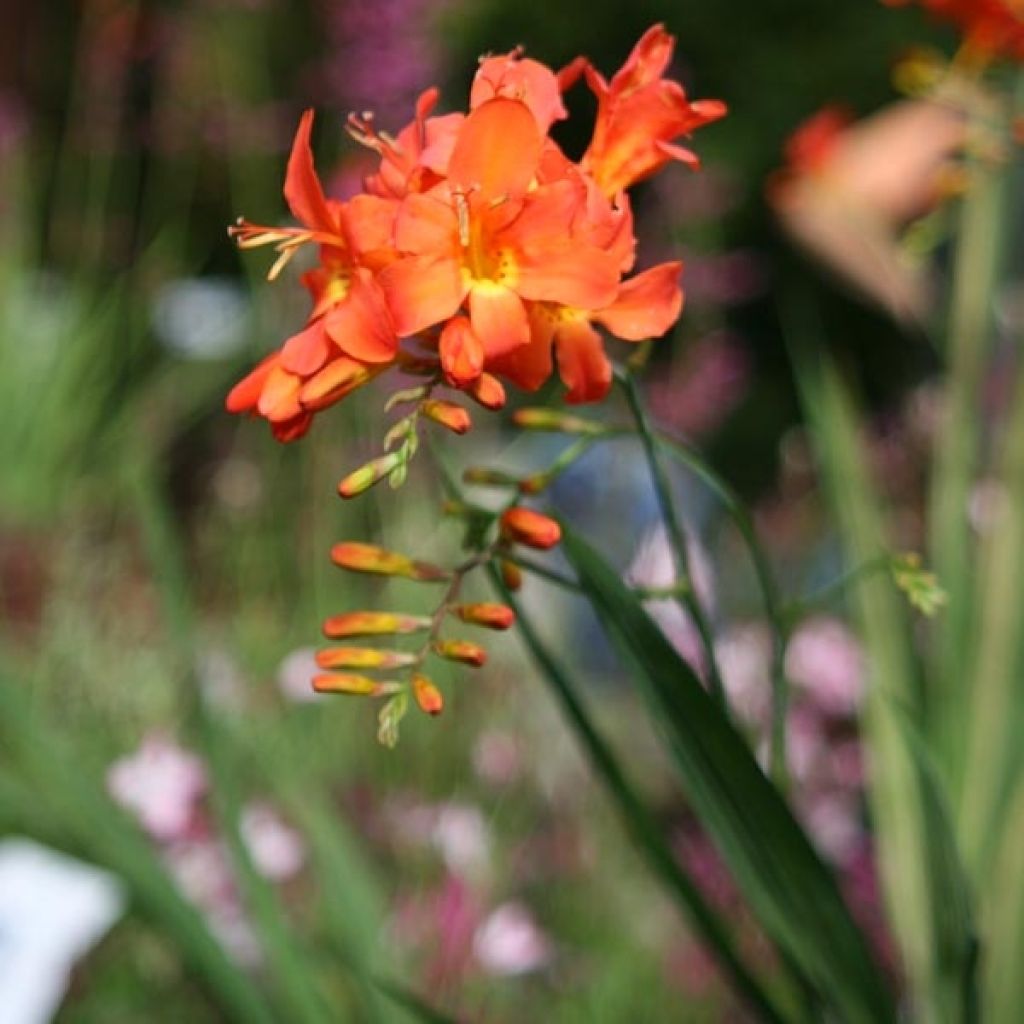 Crocosmia ou montbretia Okavango
