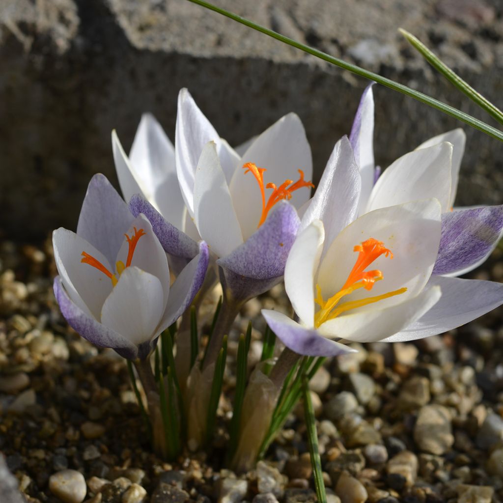Crocus biflorus subsp. weldenii Fairy