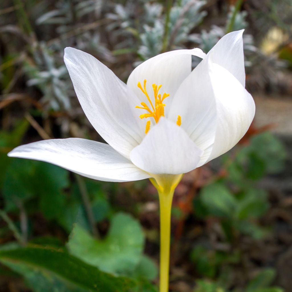Crocus ochroleucus