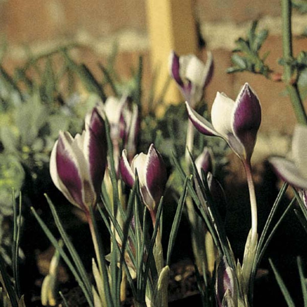 Açafrão-da-primavera Prins Claus - Crocus vernus