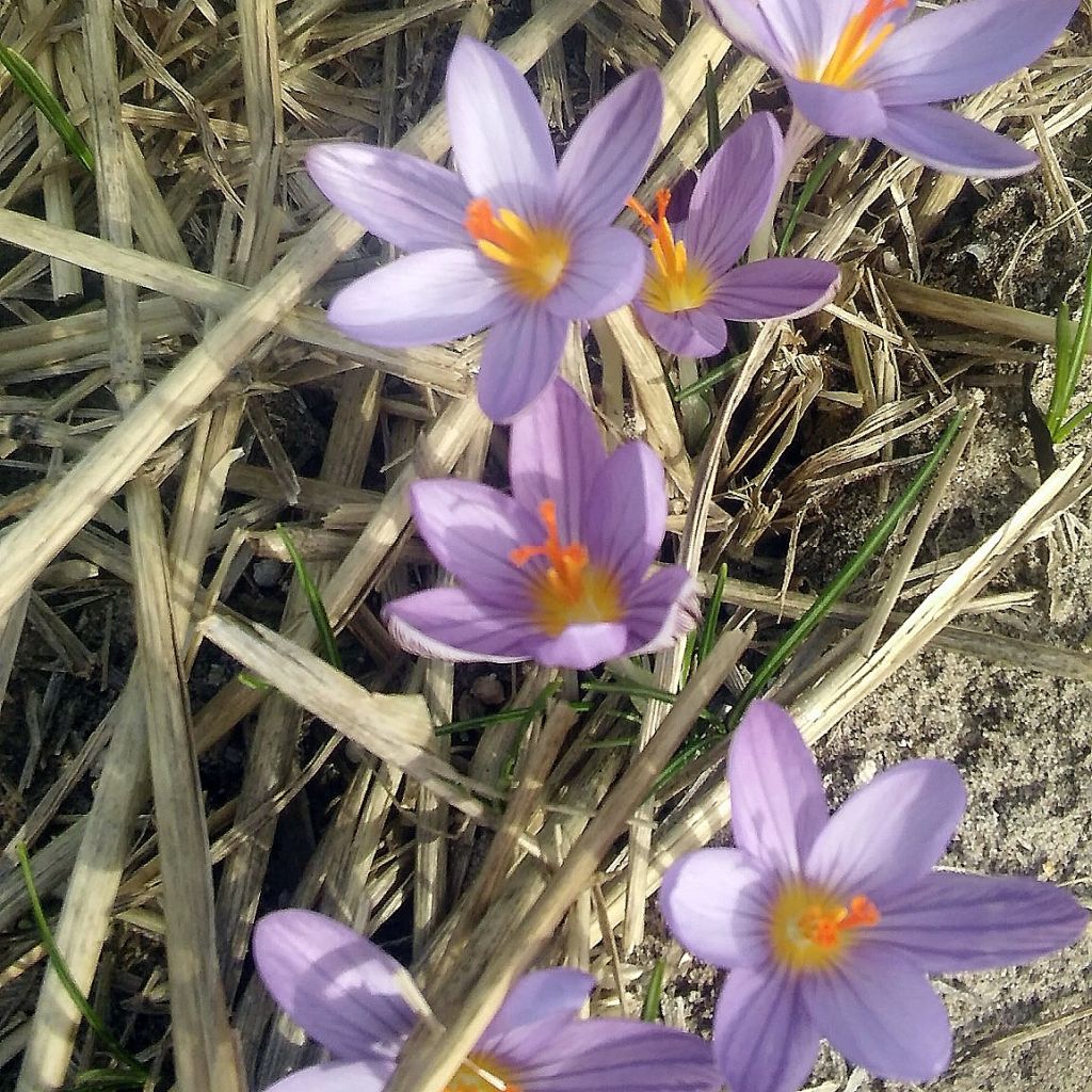 Crocus corsicus - Crocus de Corse