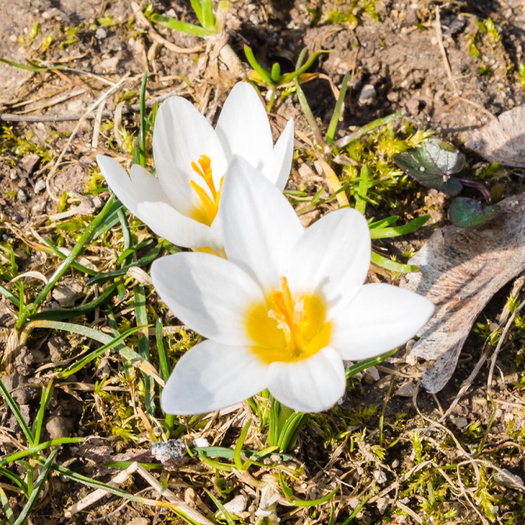 Crocus malyi