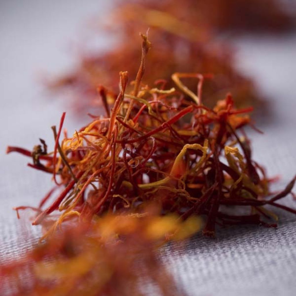 Açafrão - Crocus sativus