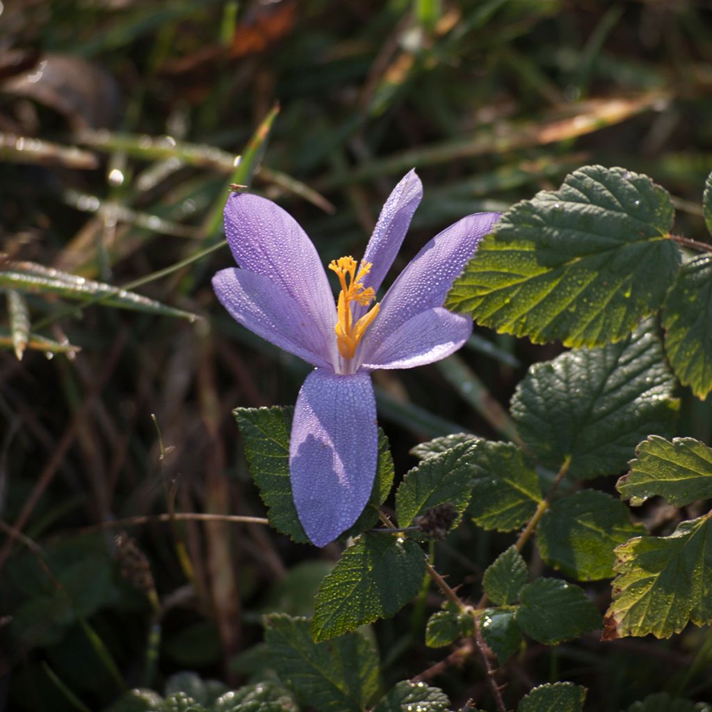 Açafrão-bravo  - Crocus serotinus subsp. salzmannii