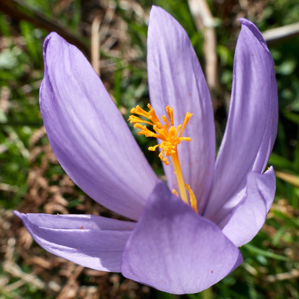 Açafrão-bravo  - Crocus serotinus subsp. salzmannii