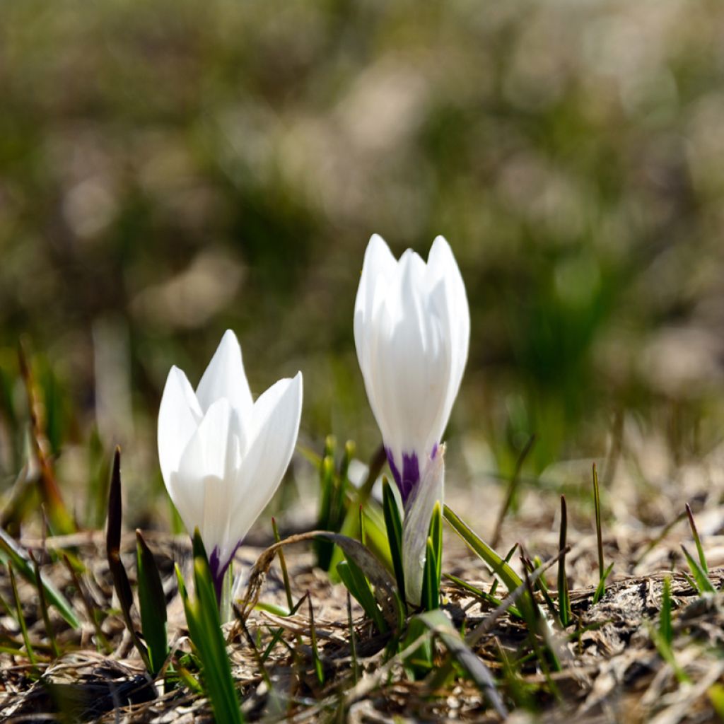 Açafrão-da-primavera Branco - Crocus vernus subsp. albiflorus