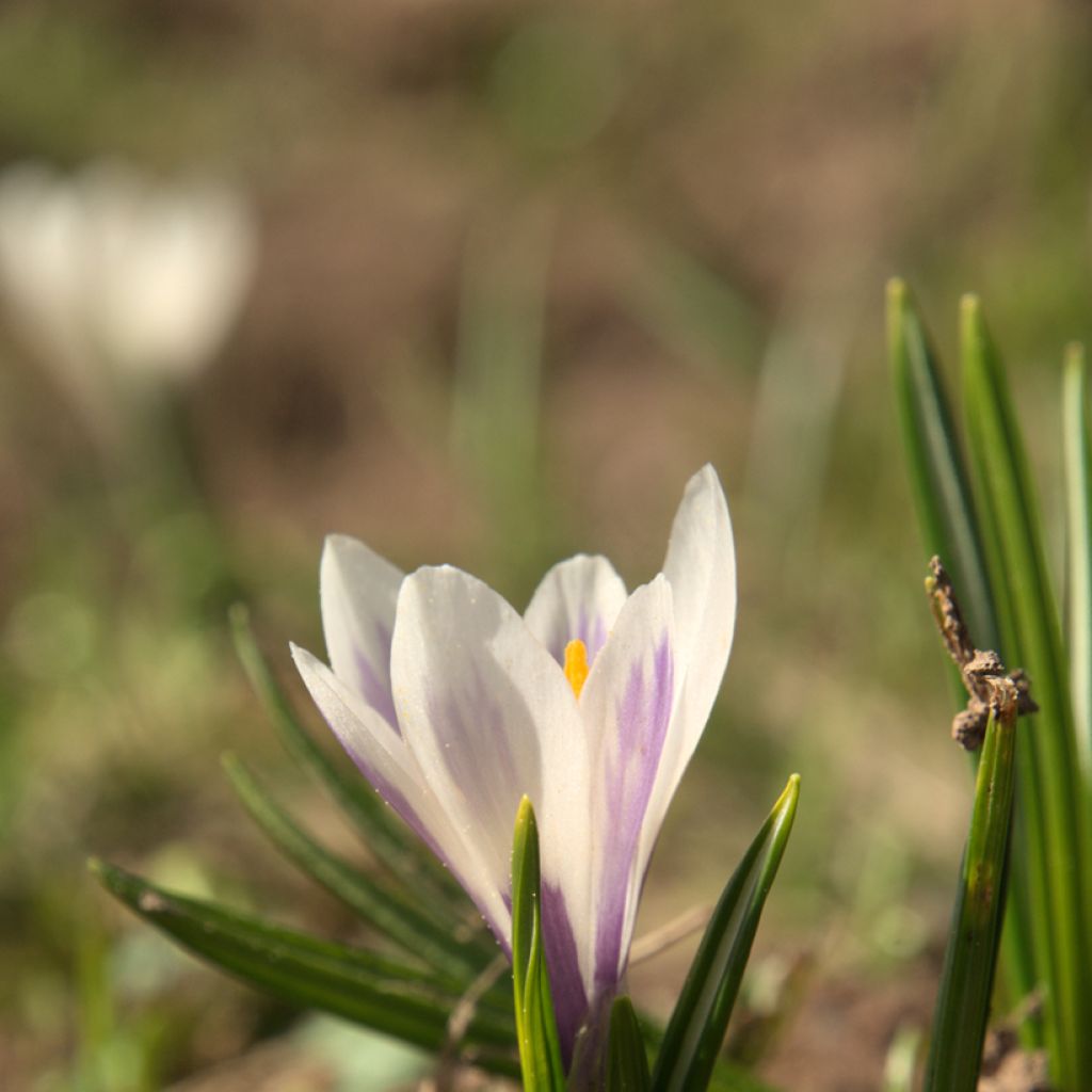 Açafrão-da-primavera Branco - Crocus vernus subsp. albiflorus