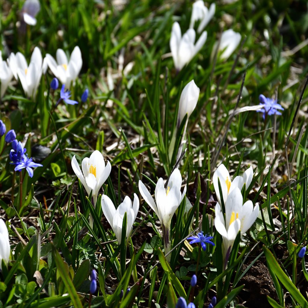 Açafrão-da-primavera Branco - Crocus vernus subsp. albiflorus