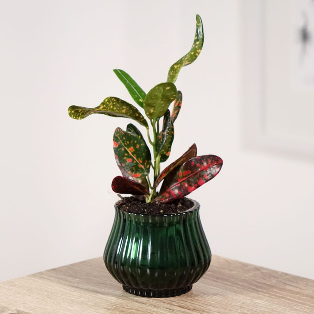 Cróton variegatum Mammie