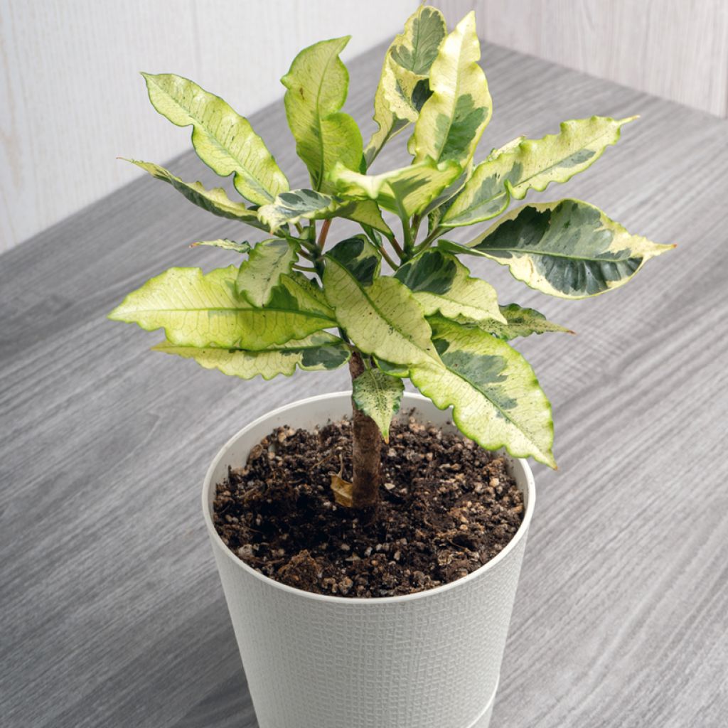 Cróton variegatum Tamara