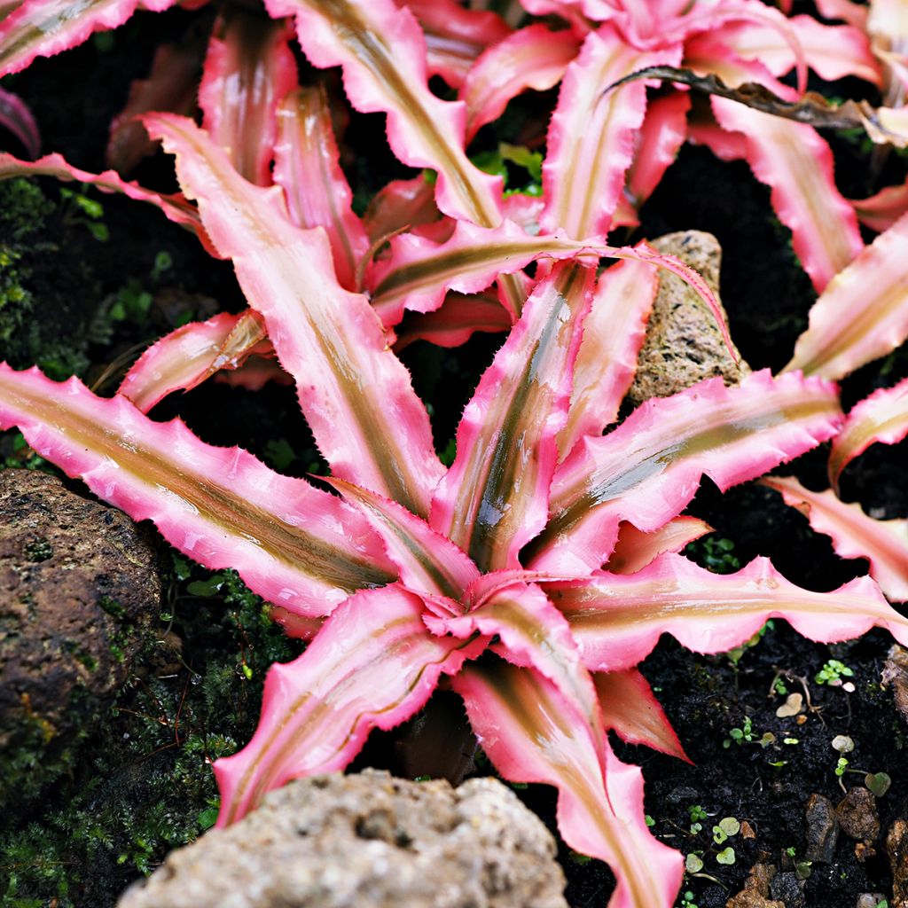 Cryptanthus Pink Star - Estrela-da-terra