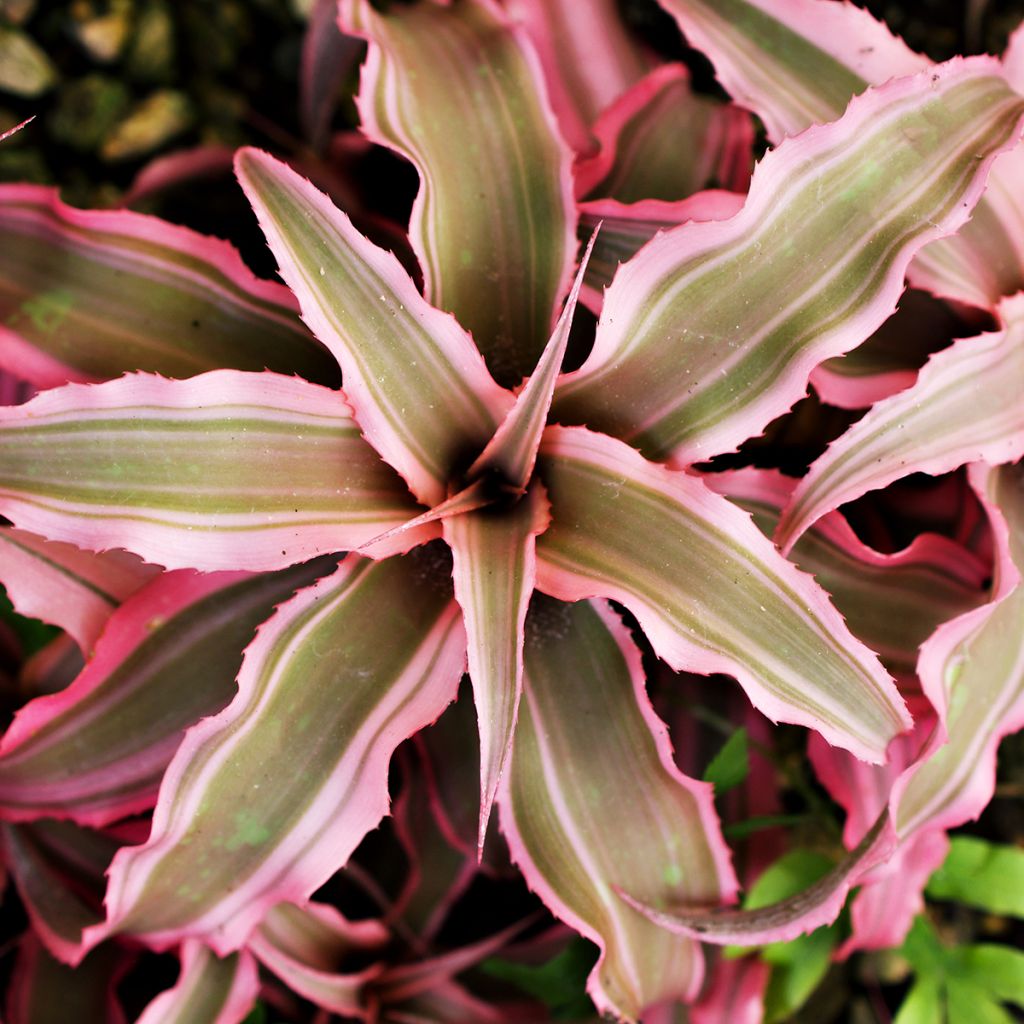 Cryptanthus Pink Star - Estrela-da-terra
