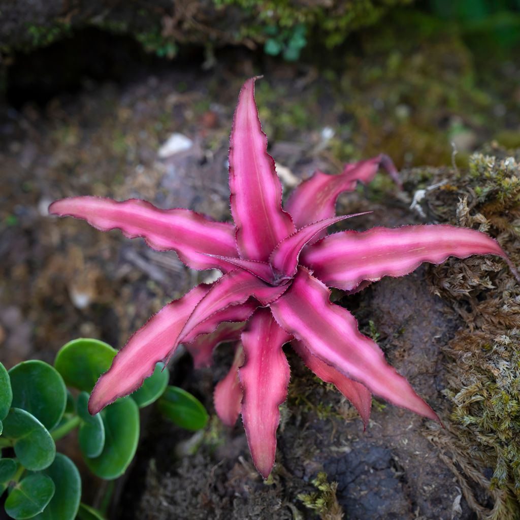 Cryptanthus Super Pink - Estrela-Terrestre