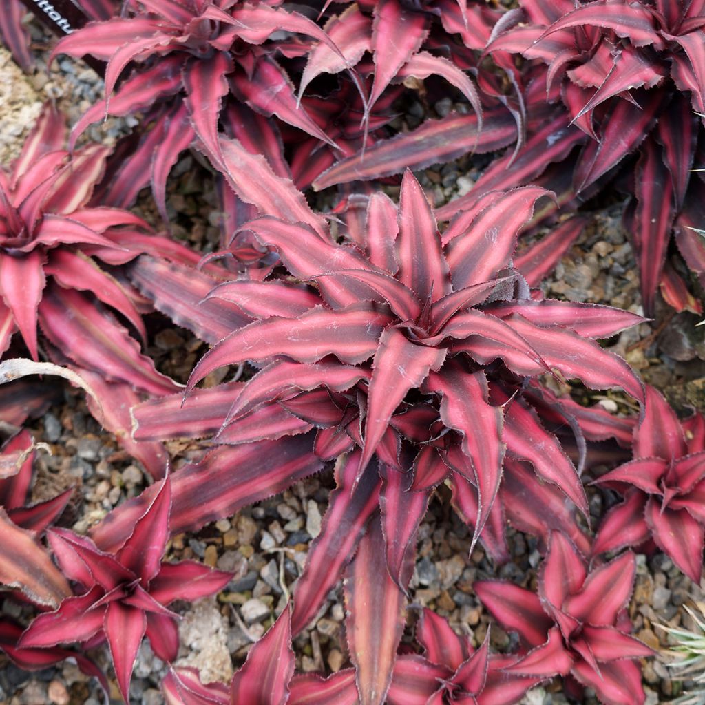 Cryptanthus Super Pink - Estrela-Terrestre