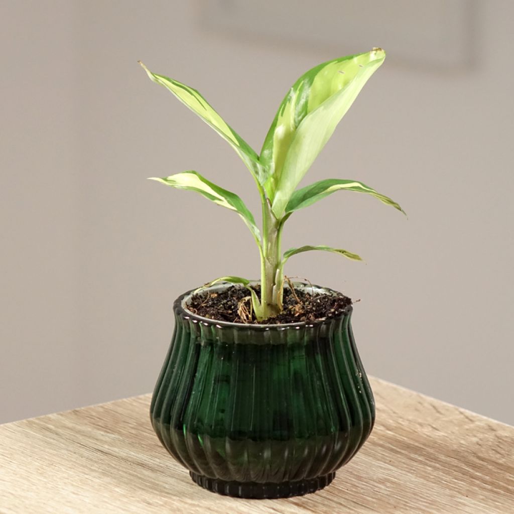 Ctenanthe lubbersiana Golden Mosaic