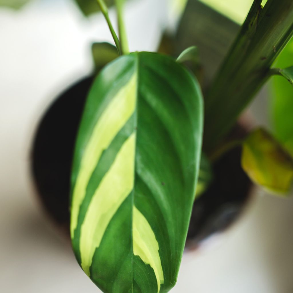 Ctenanthe lubbersiana Golden Mosaic