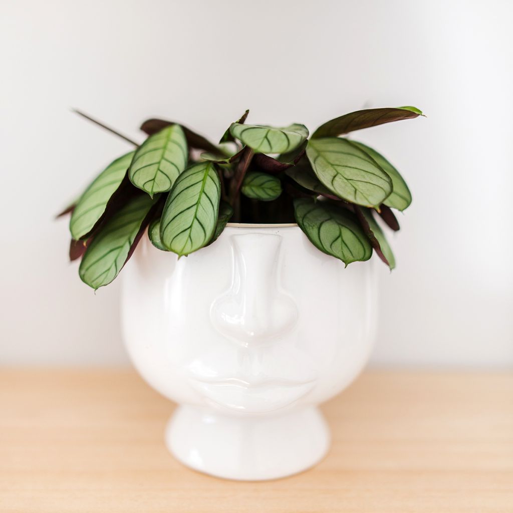 Ctenanthe Amagris - Bamburanta