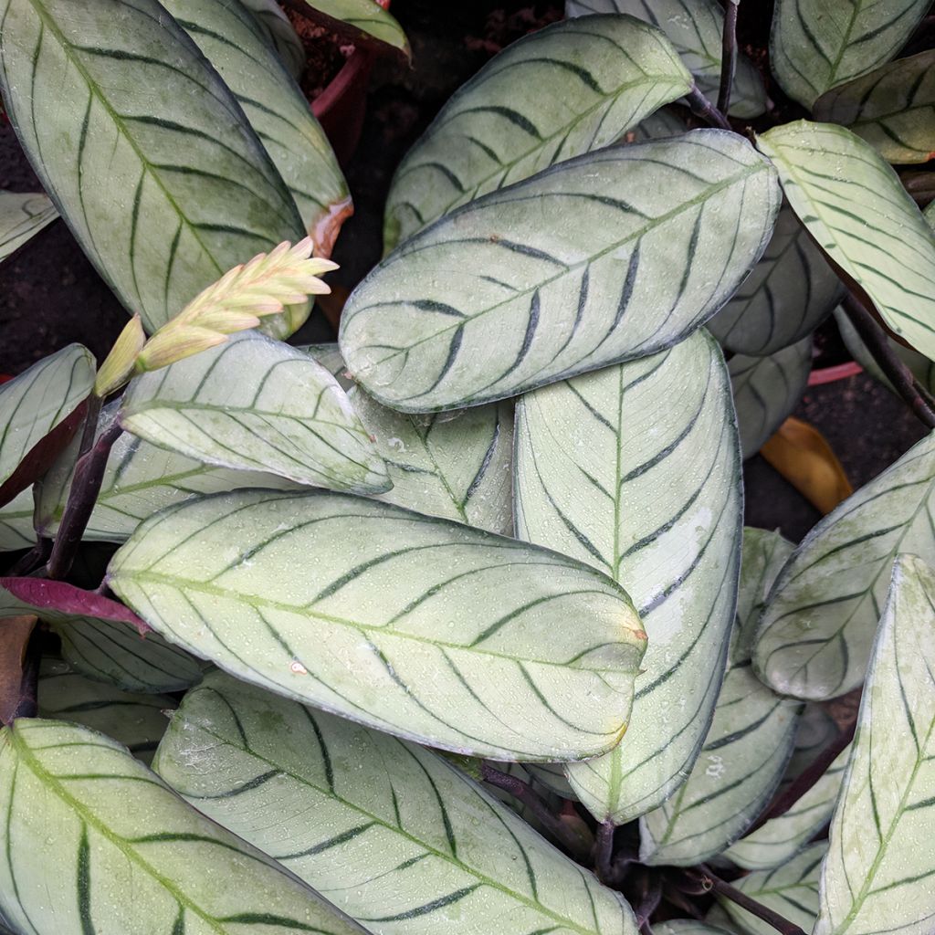 Ctenanthe Amagris - Bamburanta