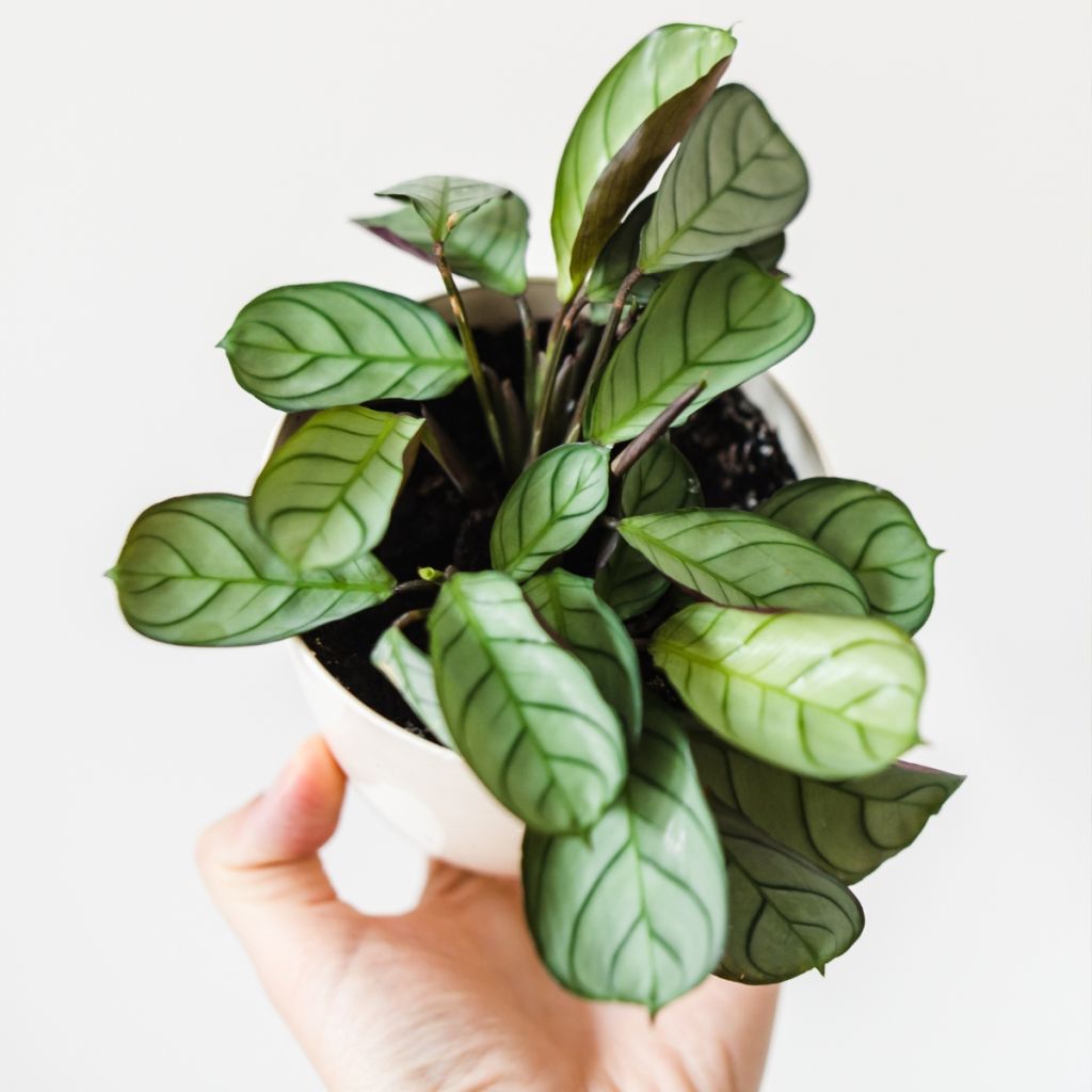 Ctenanthe Amagris - Bamburanta
