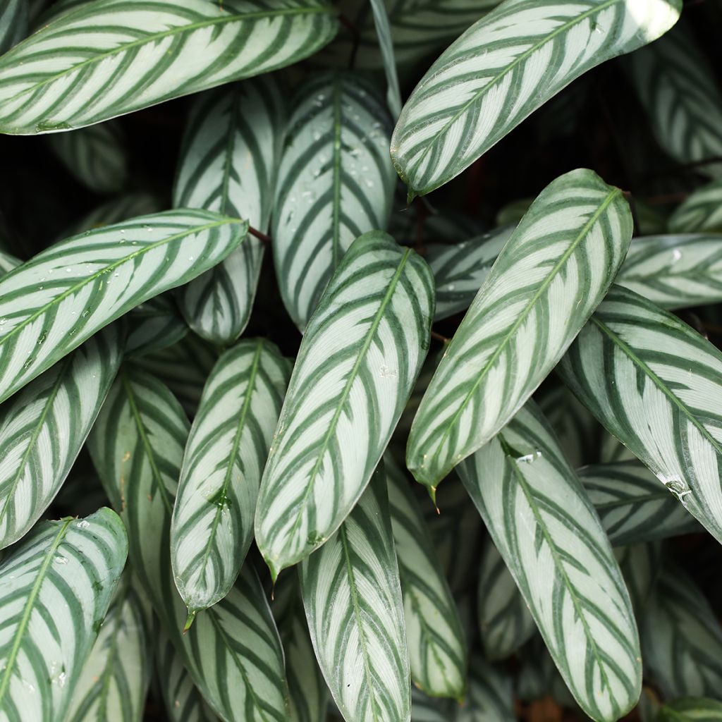 Ctenanthe Compactstar - Bamburanta