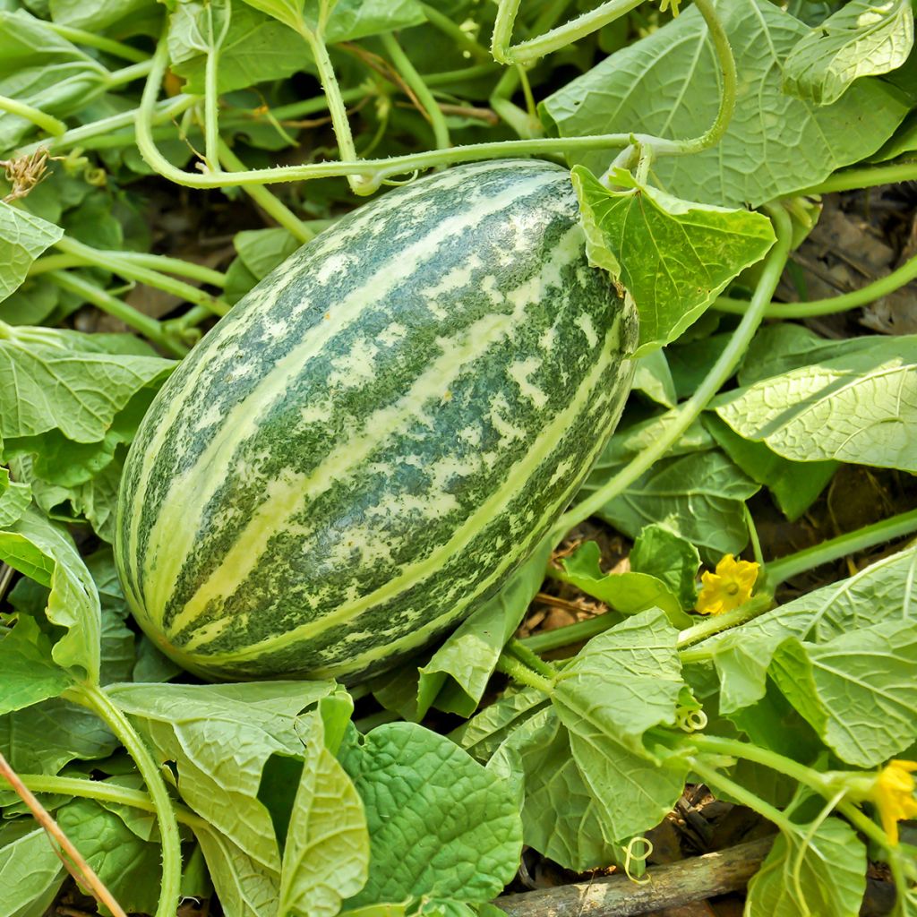 Pepino de Mangalore / Sambar Southekai