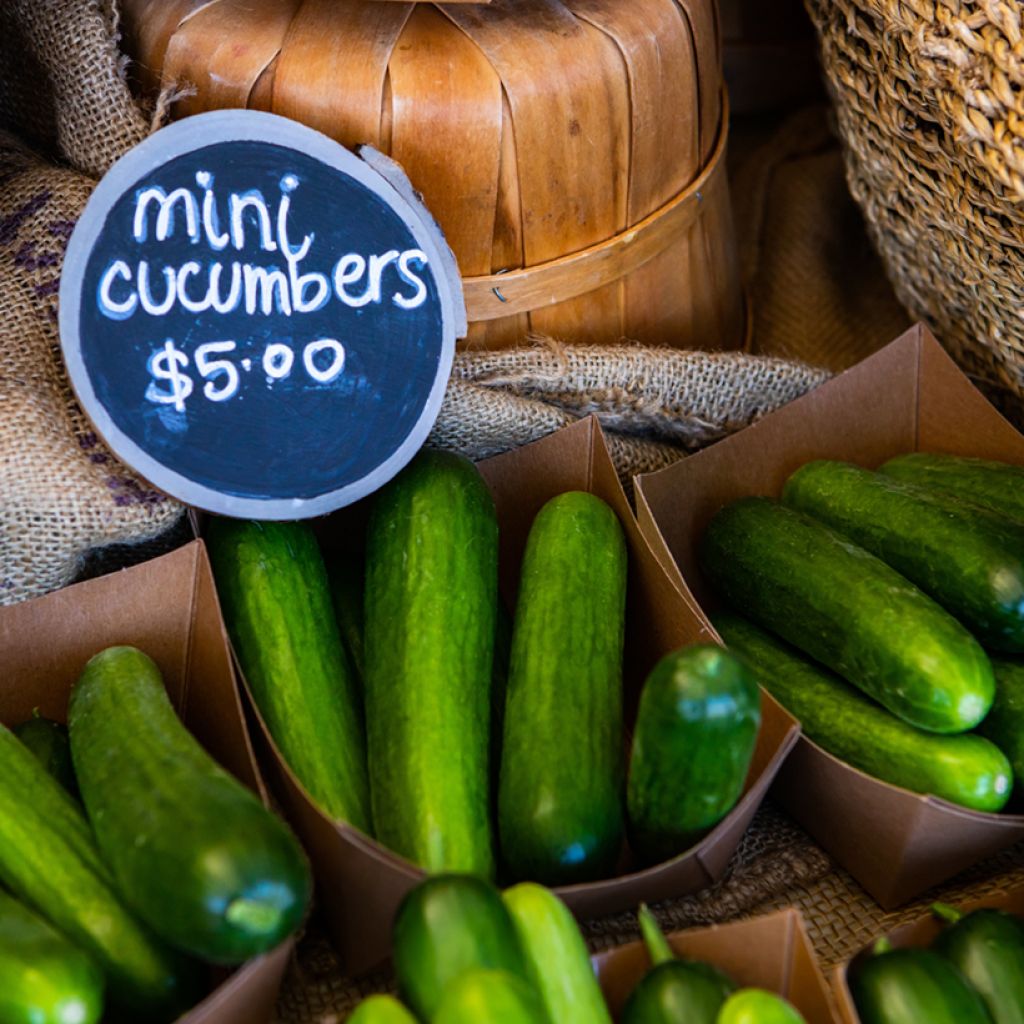 Pepino Rocky F1 plantas jovens