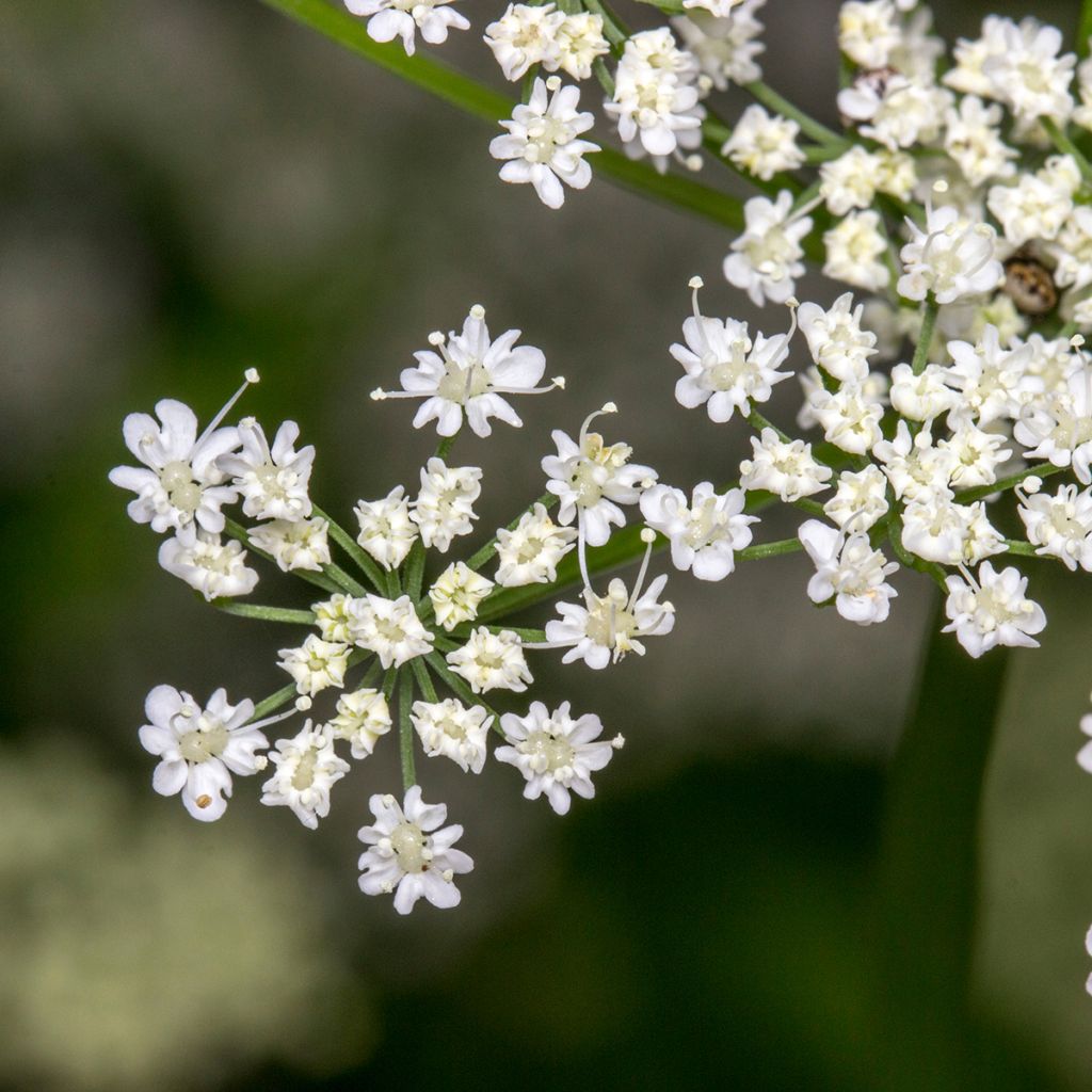 Cominho - Cuminum cyminum