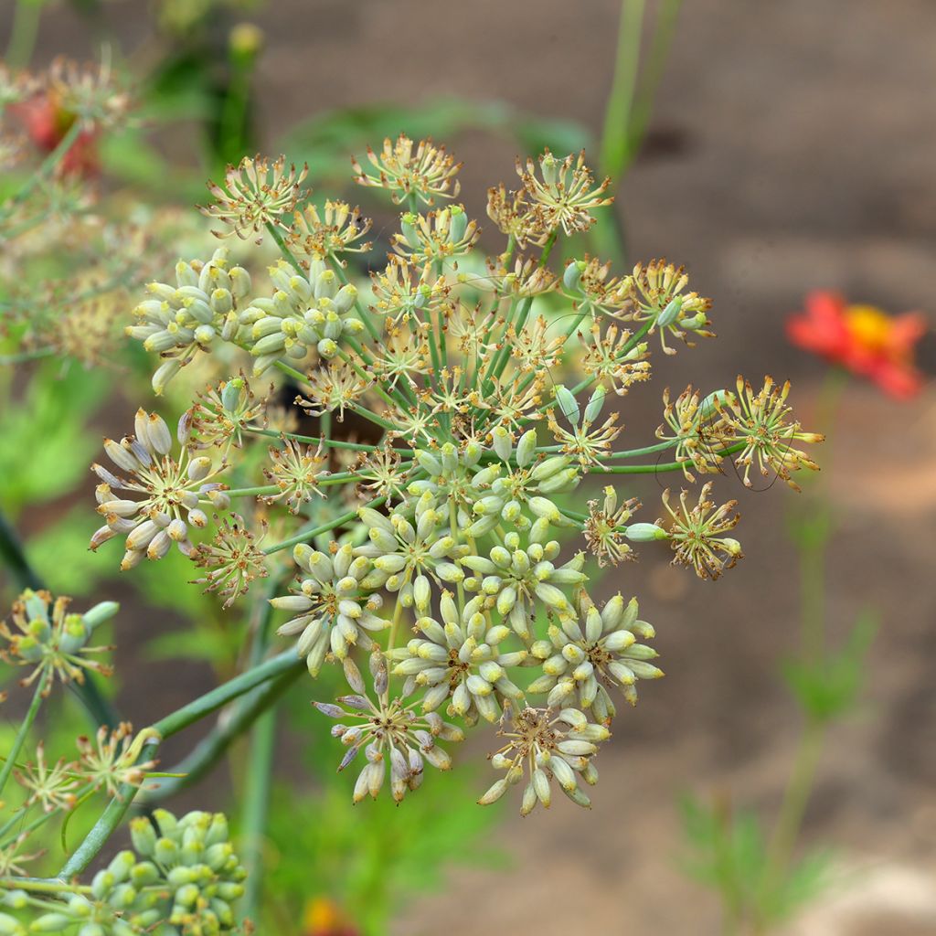 Cominho - Cuminum cyminum