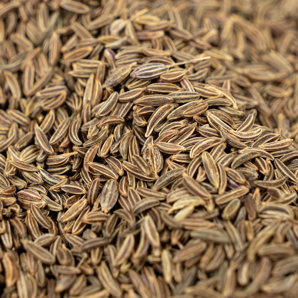 Cominho - Cuminum cyminum