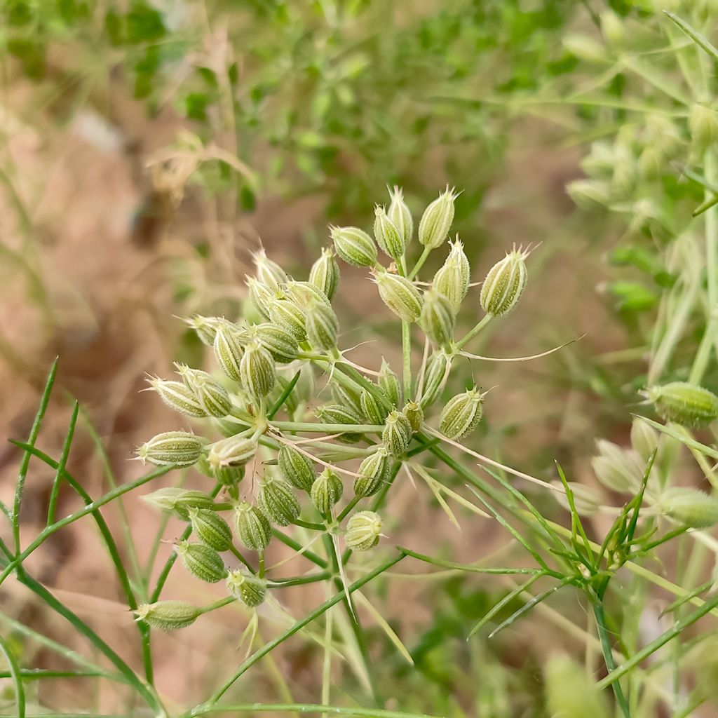 Cominho - Cuminum cyminum