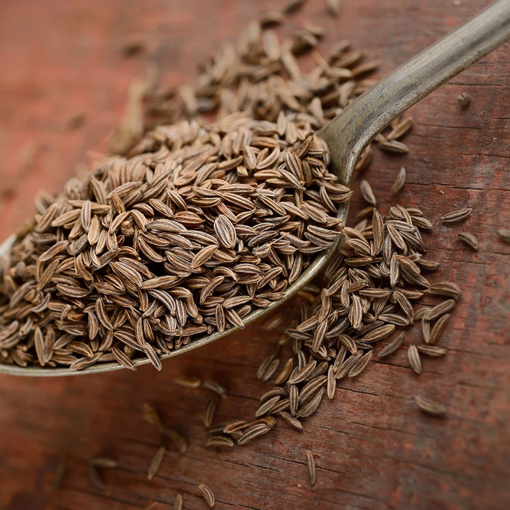 Cominho - Cuminum cyminum