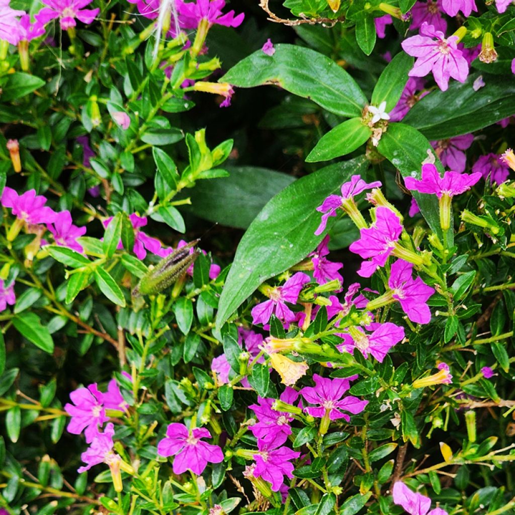 Cuphea hyssopifolia Purple